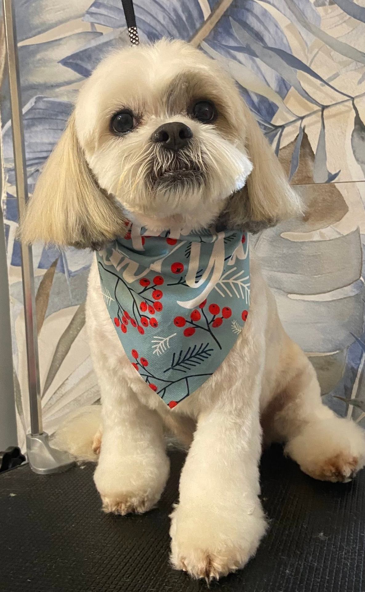 Groomed pet