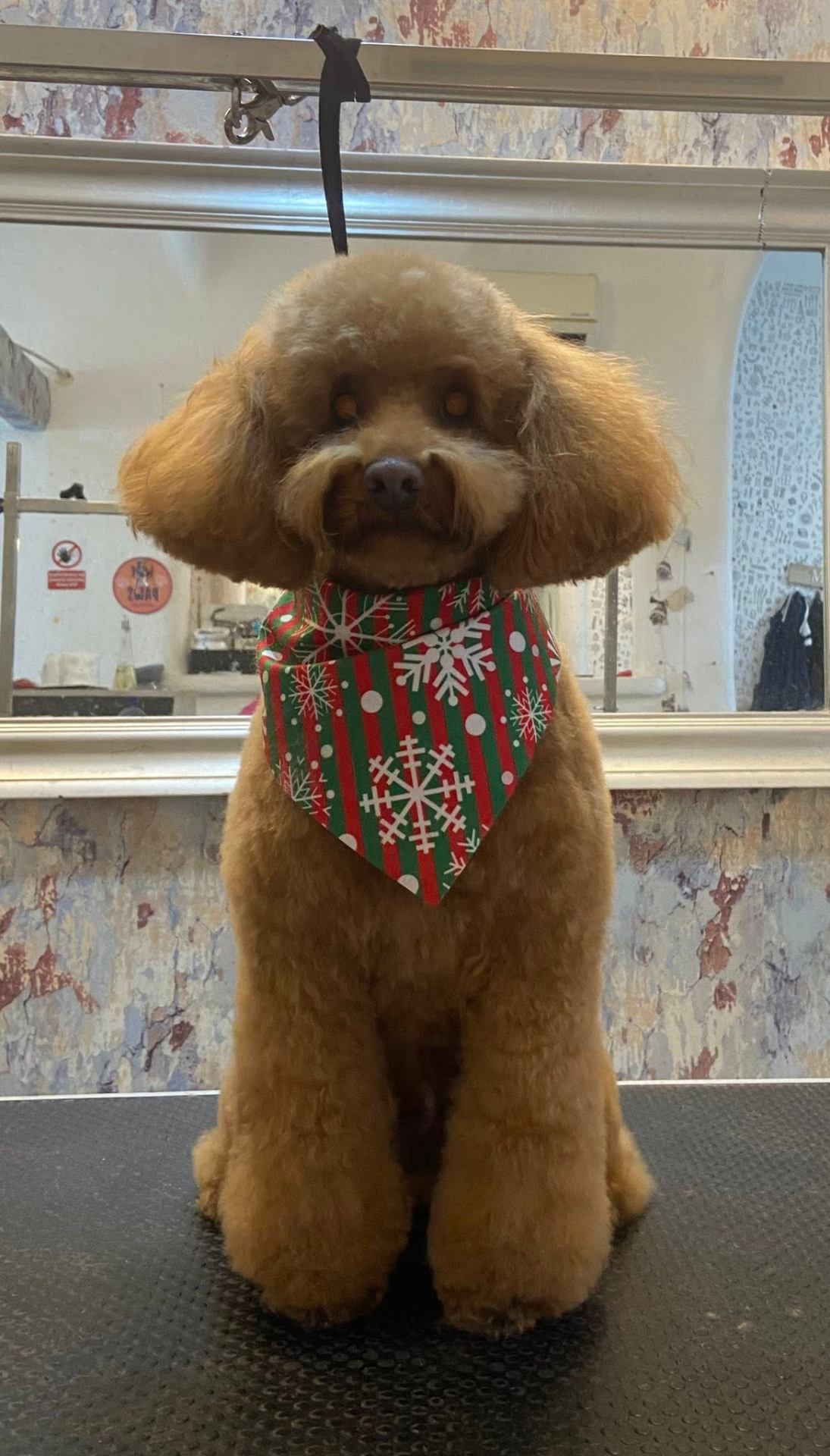 Groomed pet