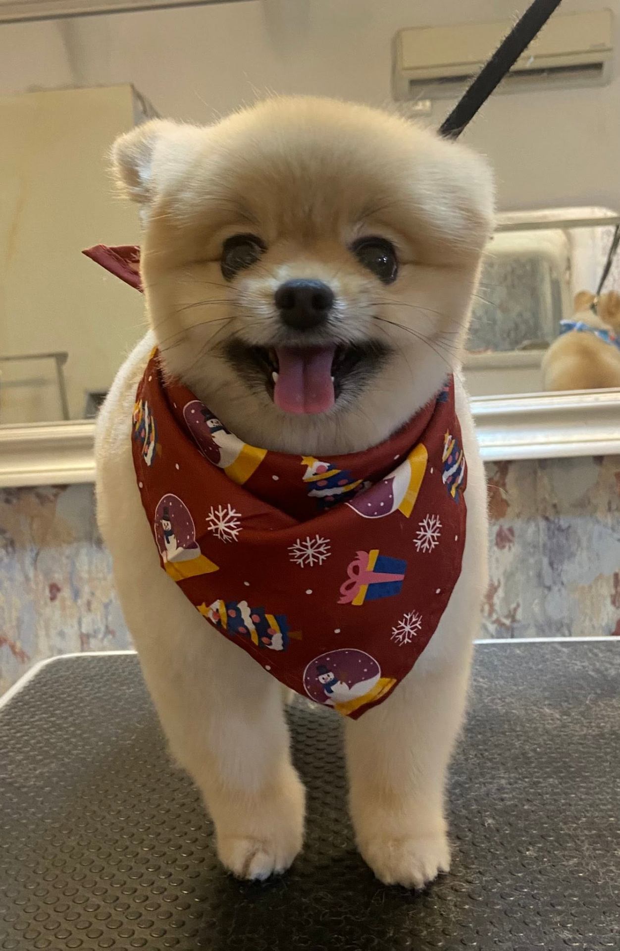 Groomed pet