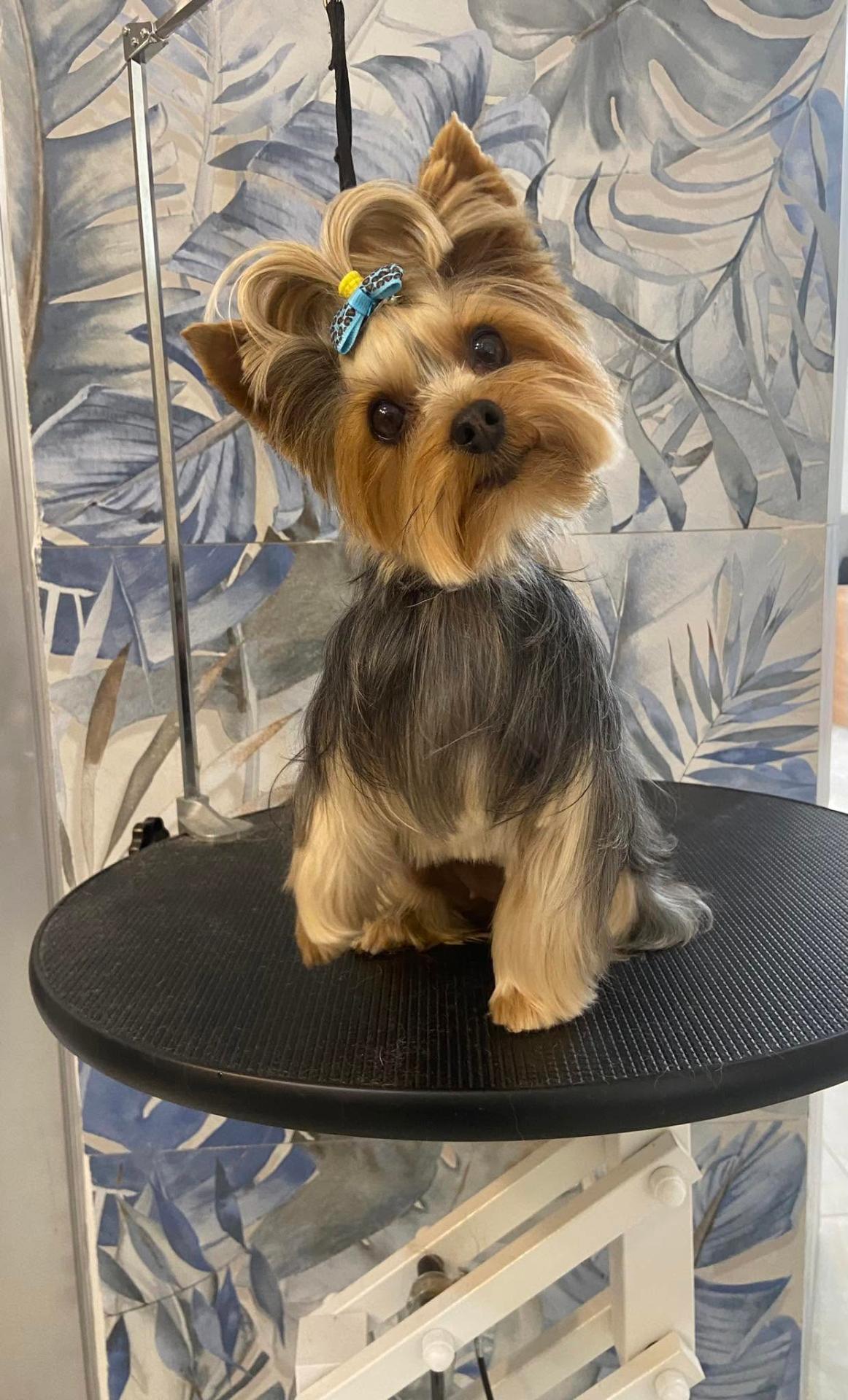 Groomed pet