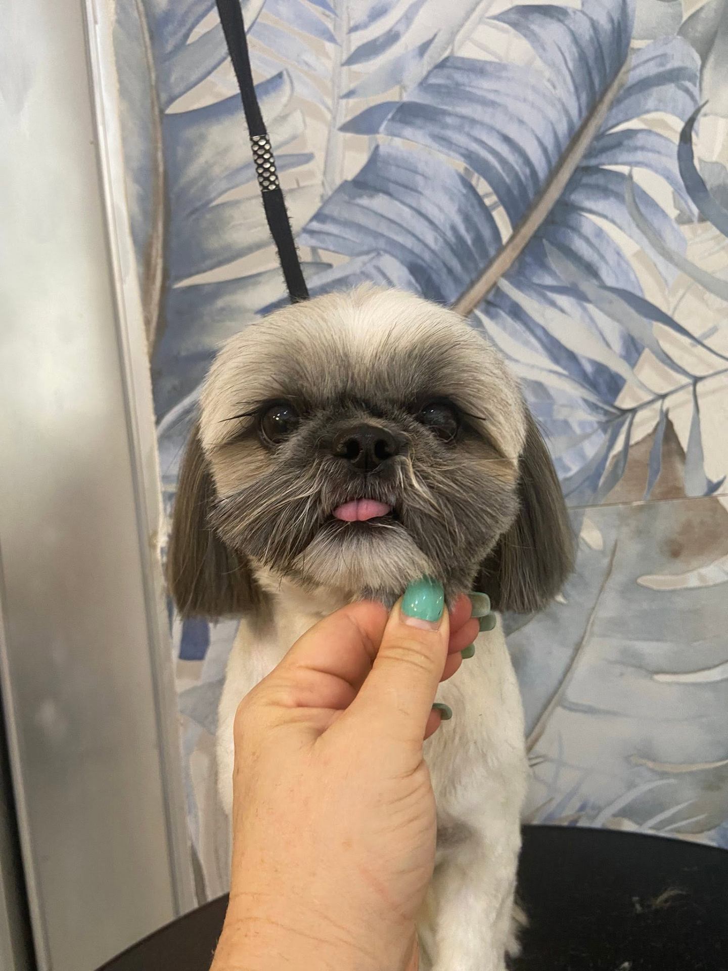 Groomed pet