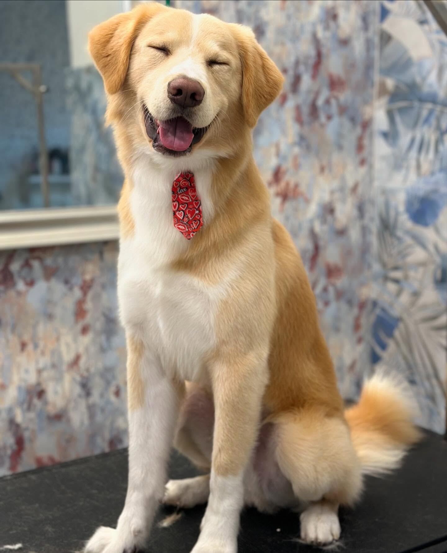 Groomed pet