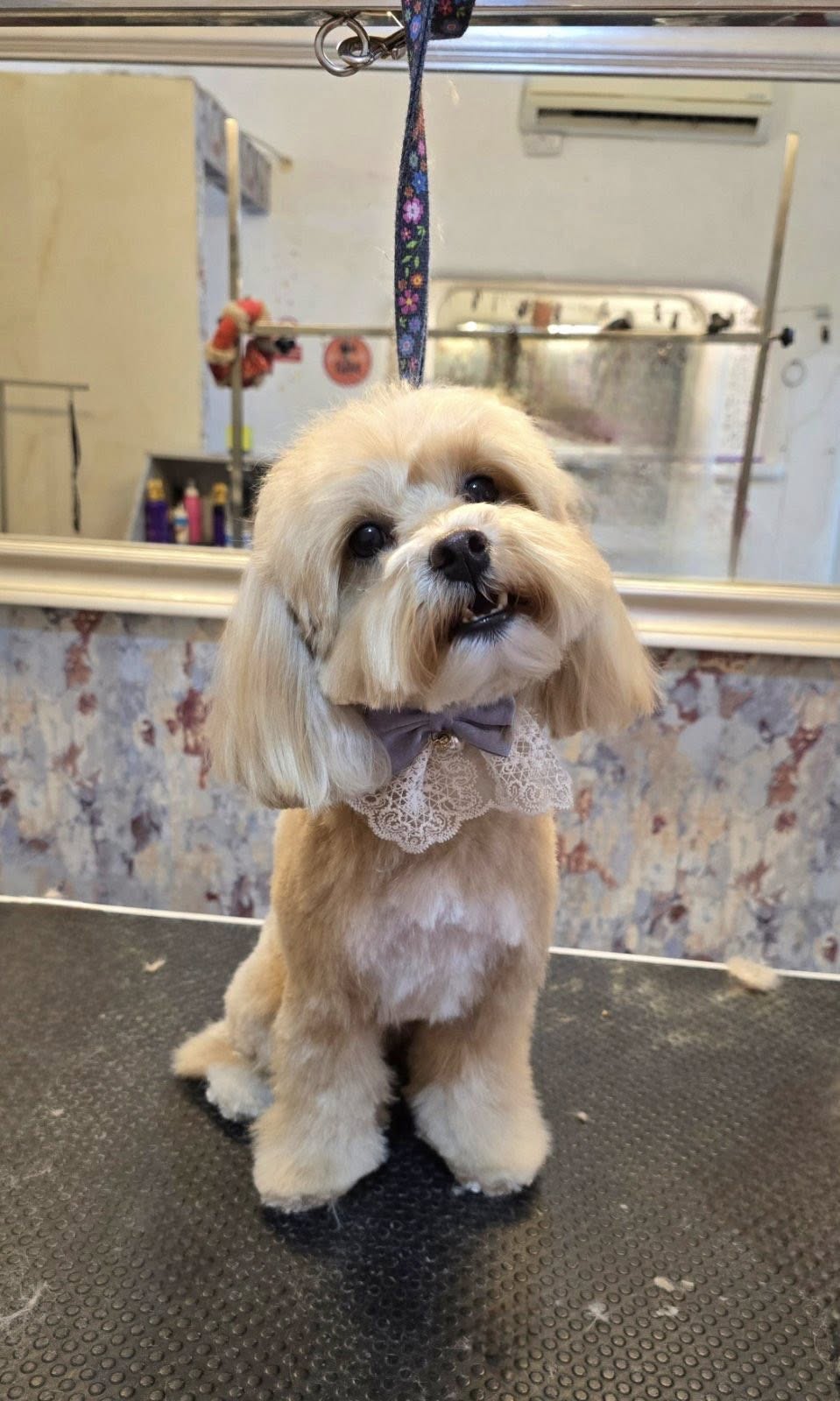 Groomed pet