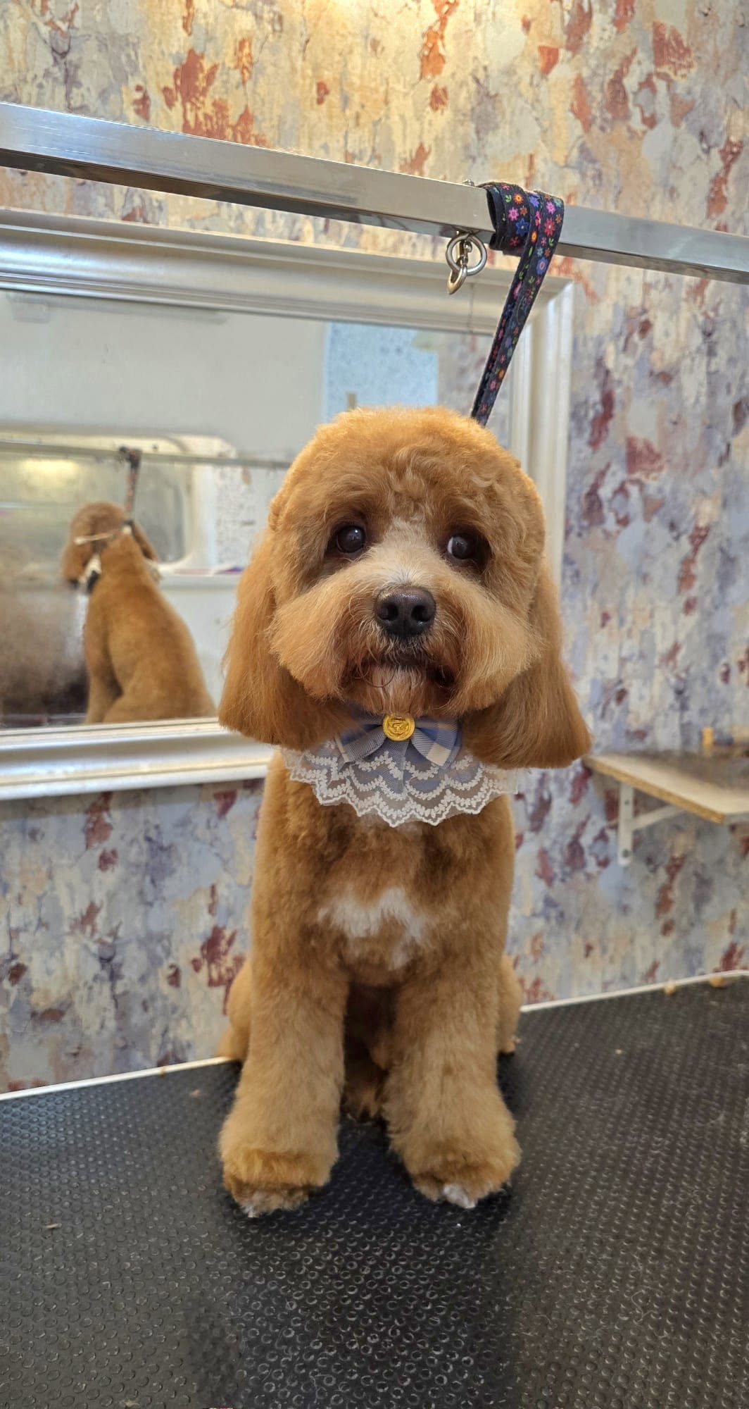 Groomed pet